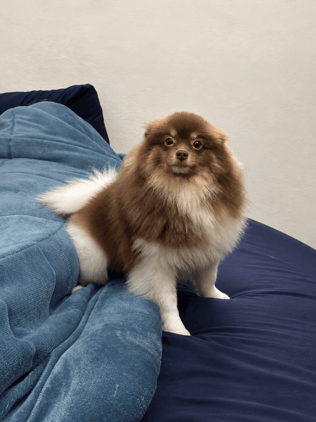 Bob