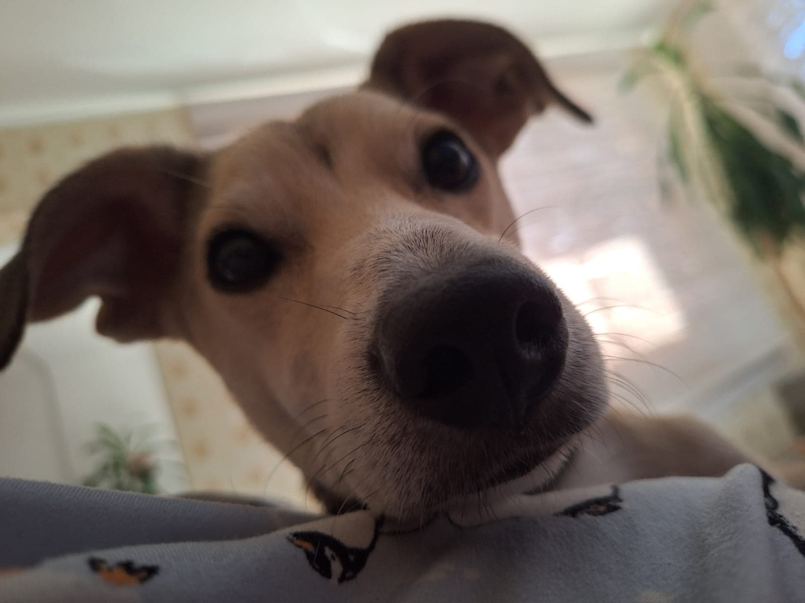 Kiba